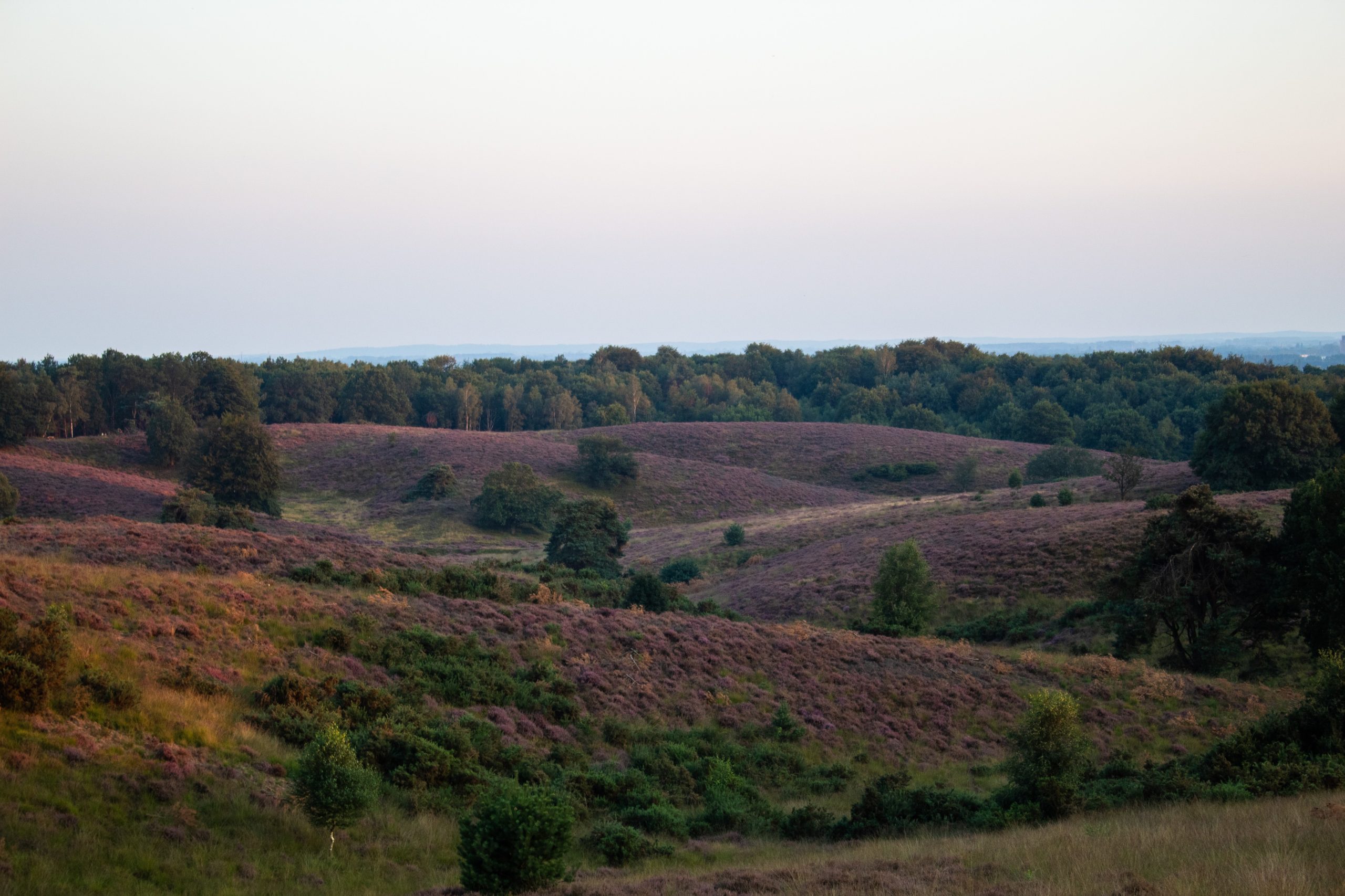 Groepsaankoop laden op de Veluwe