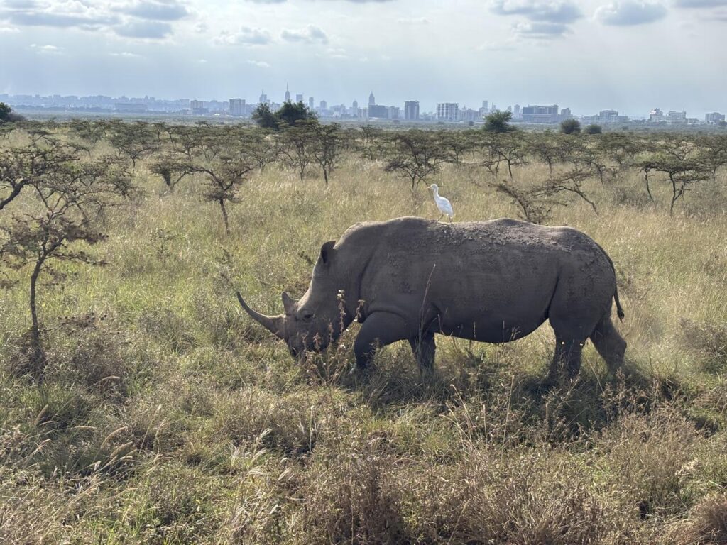 Neushoor in Nairobi